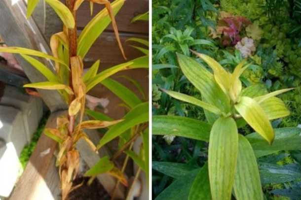 Наиболее распространенные вредители лилий: