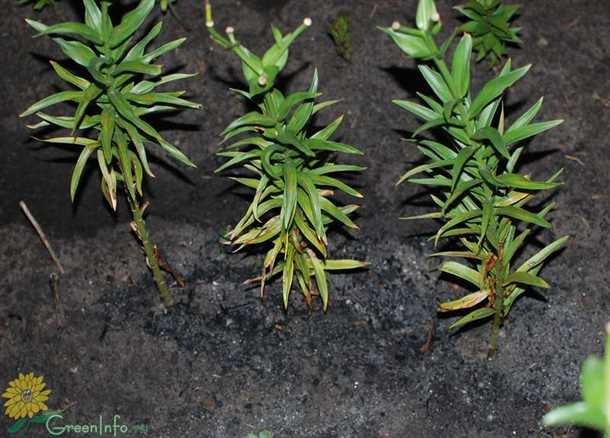 1. Недостаток влаги: