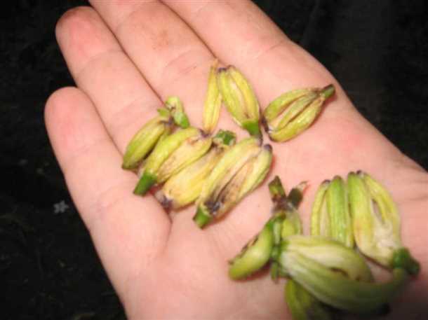 Лилии: выращивание и уход (видео)