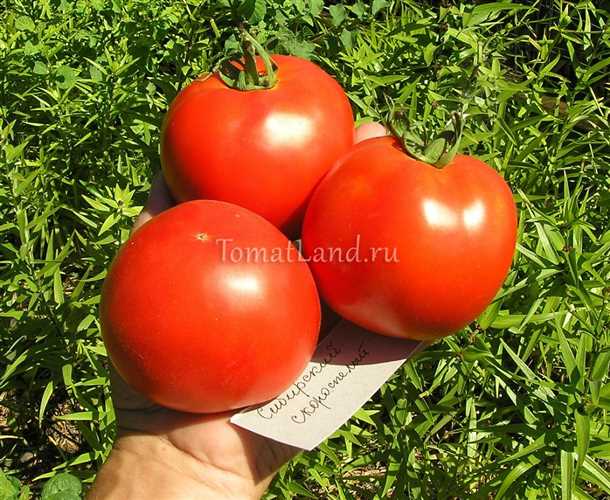 Описание томатов сорта Сибирский скороспелый