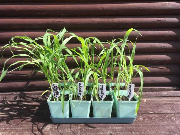 Выращиваем сахарную кукурузу через рассаду