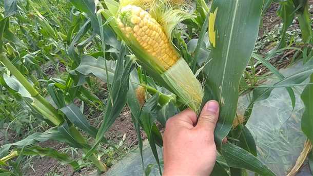 Выбор подходящих удобрений