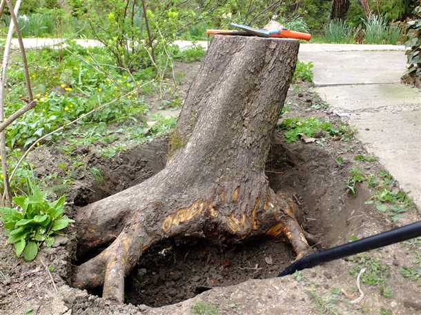 Корчевание пней на даче: лучшие способы, преимущества и недостатки Корчевание пней на даче лучшие способы их преимущества и недостатки