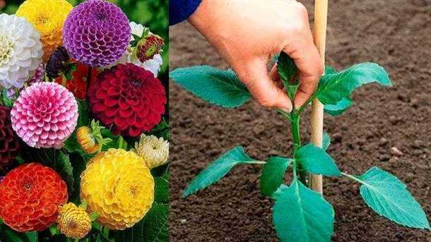 Как вырастить георгины из семян Как вырастить георгины из семян