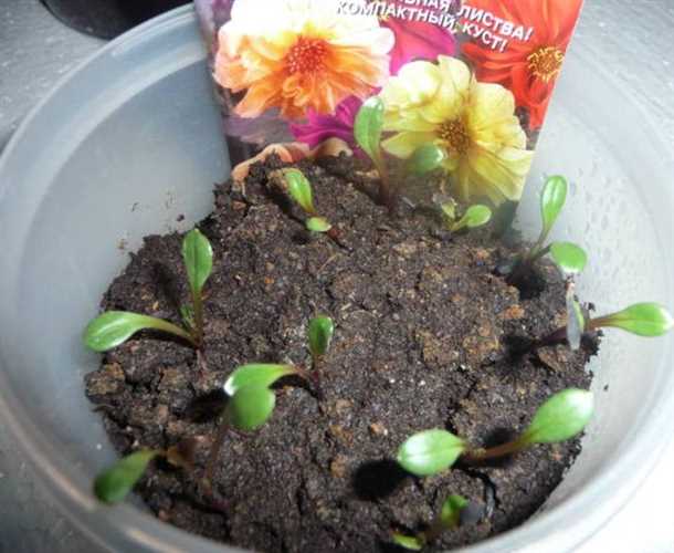 Шаг 2: Посев семян