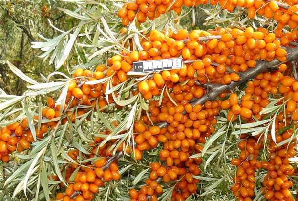 Лучшие сорта для средней полосы и Подмосковья