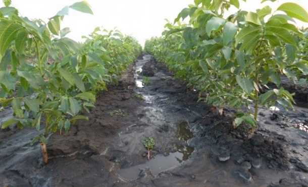 Подготовка к обрезке