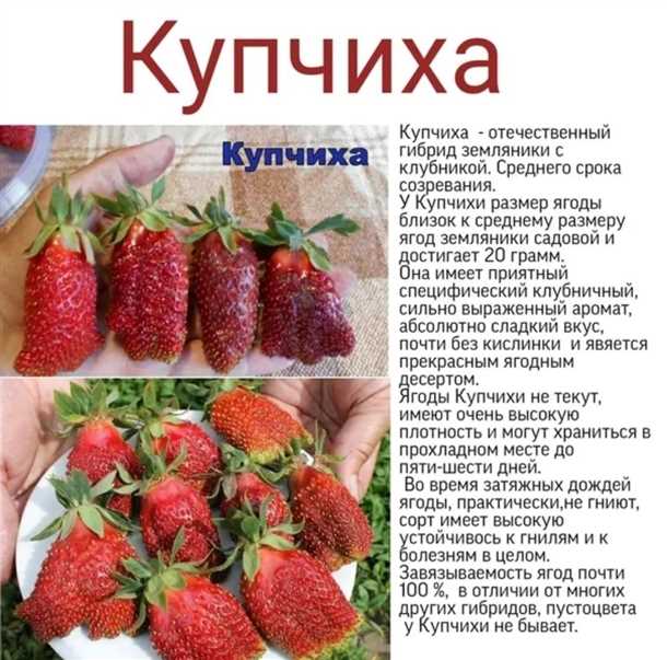 2. Сорт 'Сибирская красавица'