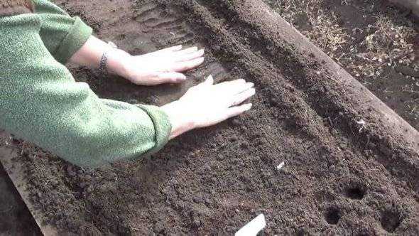 Посадка редиса под пленку