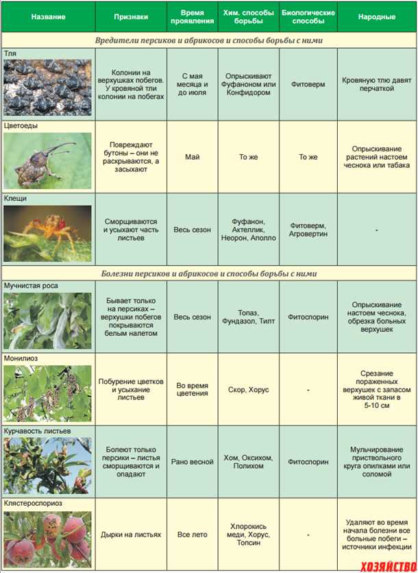 Схема внесения подкормок