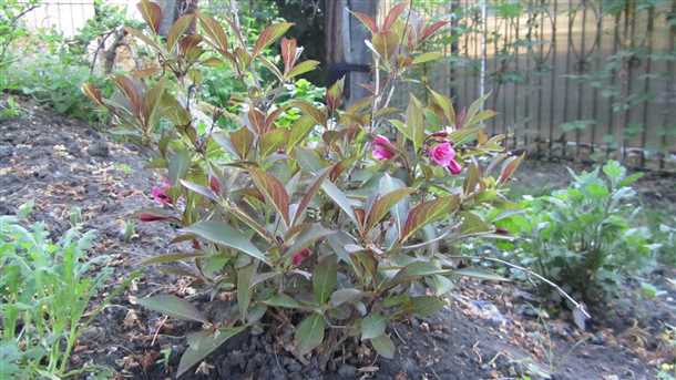 Вейгела осенью: особенности ухода и подготовка к зиме Вейгела осенью особенности ухода и подготовки к зиме