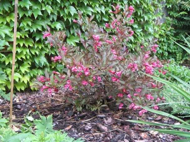 2. Выбор веток для обрезки