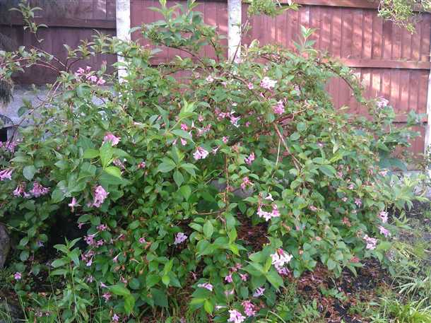 Когда подготавливать вейгелу к укрытию?