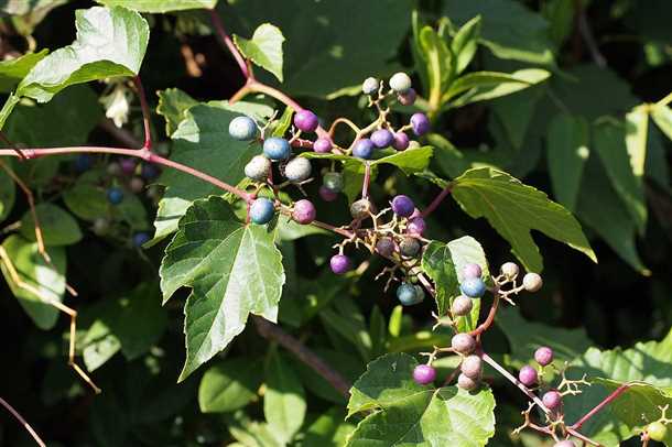 Разновидности виноградовника