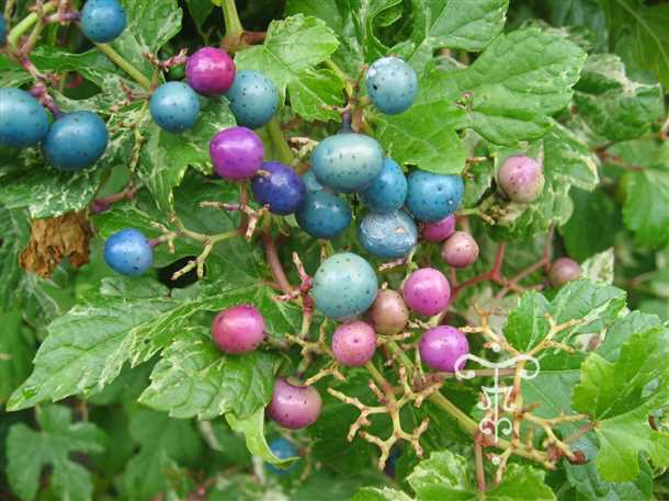 undefinedРазновидности виноградовника</em> представляют огромный ассортимент сортов и гибридов, каждый из которых обладает своими уникальными чертами и качествами. Виноградовники отличаются морозостойкостью, урожайностью, сроком созревания ягод, их вкусом, ароматом и цветом. Они могут отличаться по форме, цвету и размеру гроздей, а также по форме и размеру ягод.