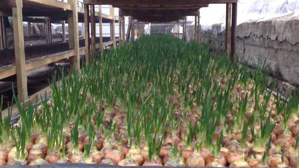 Основные требования к почве для посадки чеснока