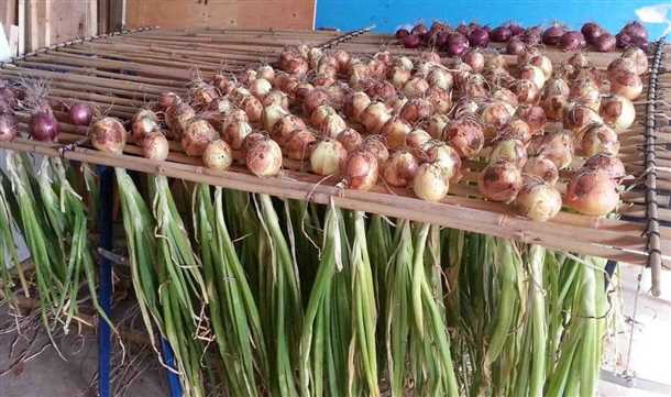 Выбор сорта