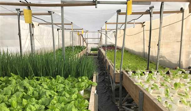 7. Борьба с вредителями и болезнями