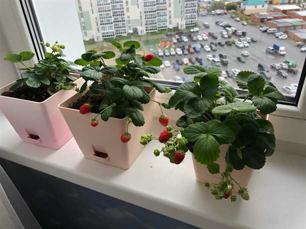 Круглогодичное выращивание клубники на подоконнике Выращивание клубники на подоконнике круглый год