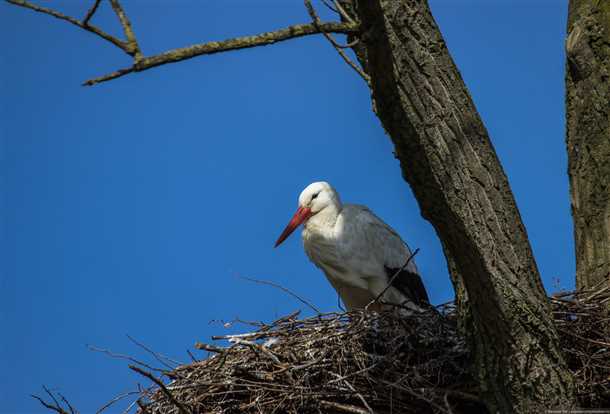 Когда и где строить гнездовья