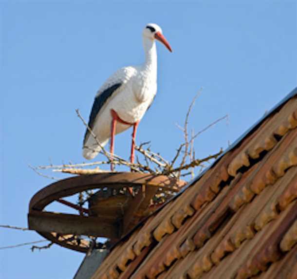 Есть одна у аиста мечта – высота