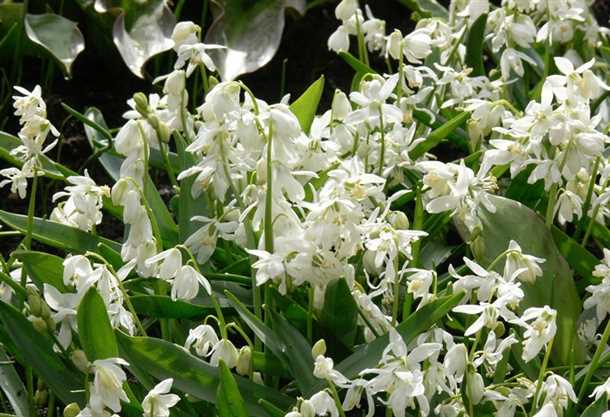 Особенности посадки