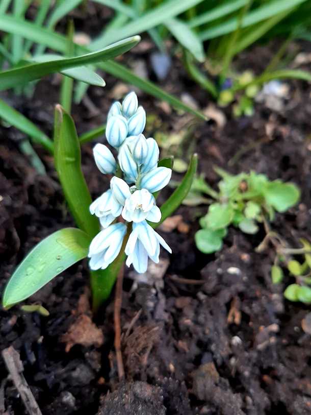 Размножение пушкинии