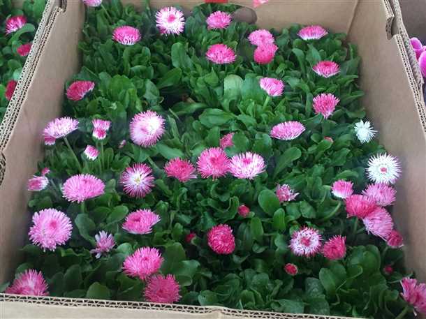 Высадка маргариток в открытый грунт