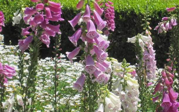 Ботаническое описание и лучшие виды наперстянки