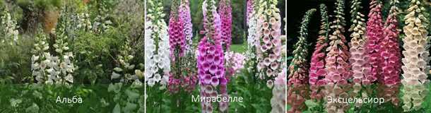 Как выращивать наперстянку (видео)