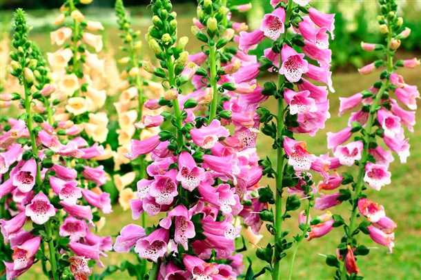 Выбор места и почвы: