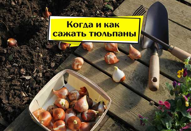 Особенности посадки тюльпанов весной в открытый грунт Особенности посадки тюльпанов весной в открытый грунт