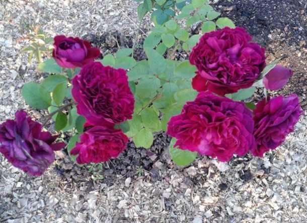 Александр, 45 лет