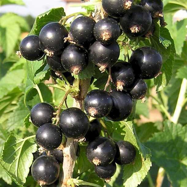 Черная смородина: весеннее опрыскивание (видео)