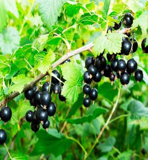 Выбор места для посадки