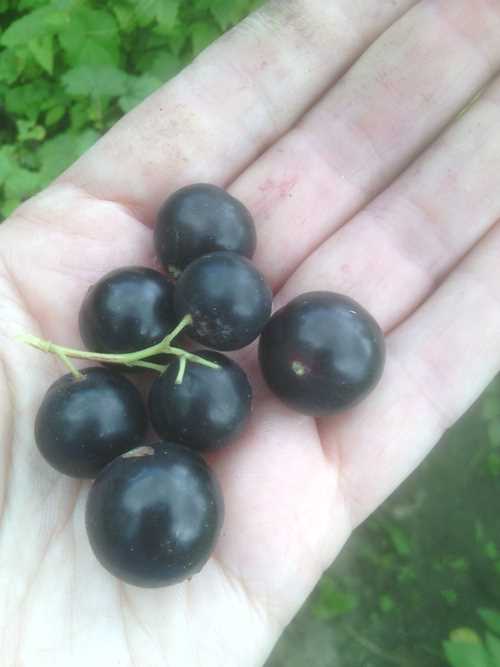 Подготовка почвы и посадка