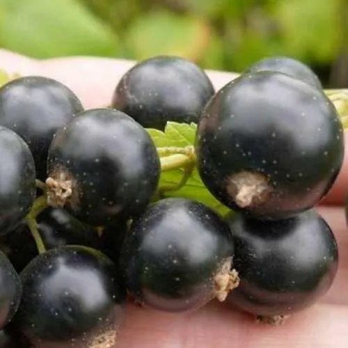 Уход за растением