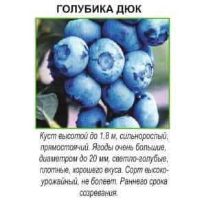 Екатерина, г. Краснодар