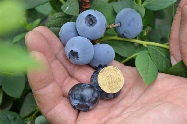 Шаг 1: Удаление старых и больных веток