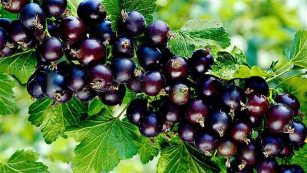 Богатство витаминами и минералами