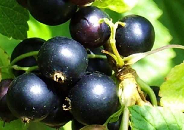 Полезно для пищеварения