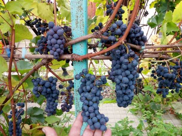 Виноград «Неретинский» особенности сорта из селекции А И Потапенко