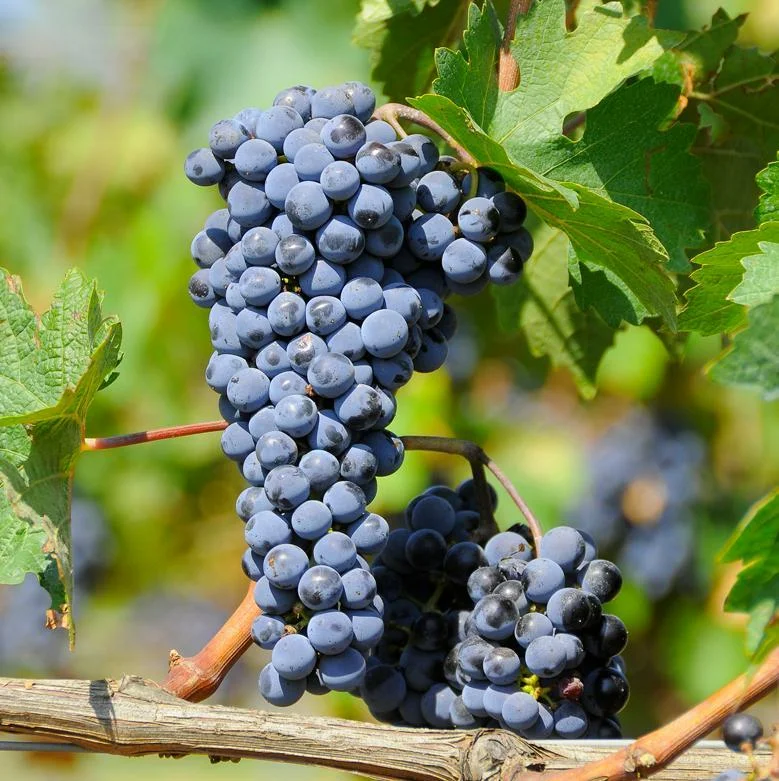 Отрицательные отзывы: