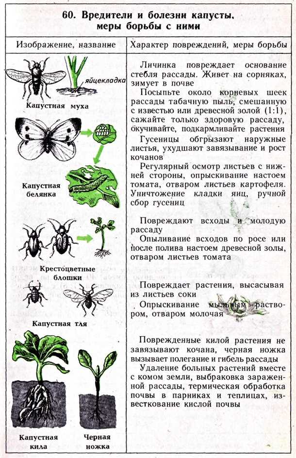 Еще одной распространенной болезнью капусты является мучнистая роса. Эта болезнь вызывается грибом, который образует на листьях белые пятна, напоминающие припыленность. В результате поражения растений мучнистой росой, они начинают желтеть и гибнуть. Чтобы предотвратить появление мучнистой росы, рекомендуется поддерживать хорошую вентиляцию участка и не перебирать растения, а также регулярно проводить обработку препаратами против мучнистой росы.