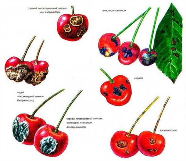 Болезни вишни симптомы и способы лечения