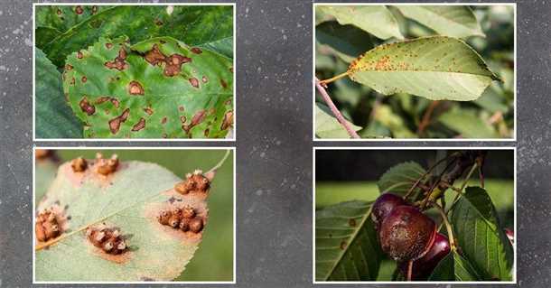 4. Биологическое лечение