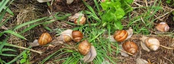 Уничтожение улиток солью