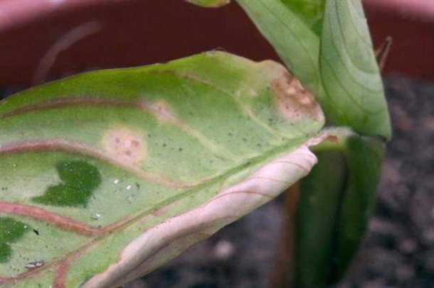 Калатея: борьба с вредителями и лечение болезней Калатея борьба с вредителями и лечение болезней