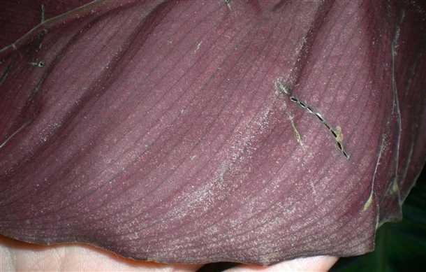 1. Паутинный клещ