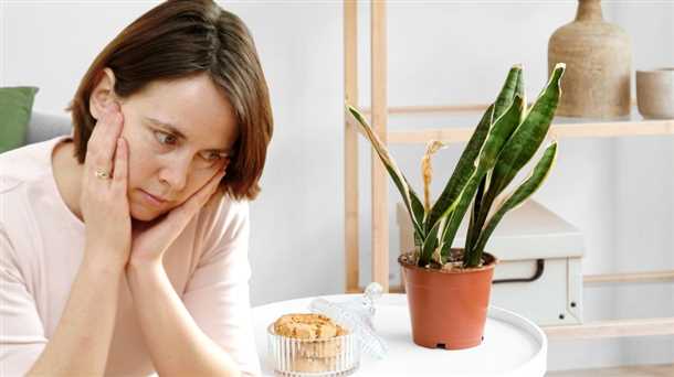 Причины скручивания листьев капусты